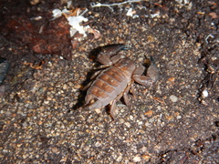 Hormurus