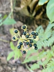Allium tricoccum