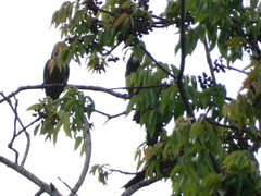 Eupsittula nana