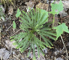 Dendrolycopodium dendroideum