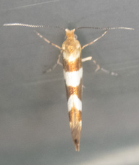 Argyresthia goedartella