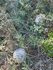 Calvatia booniana