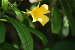 Cascabela ovata