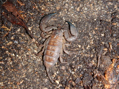 Hormurus