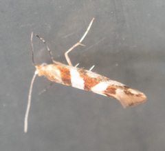 Argyresthia goedartella