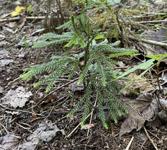 Dendrolycopodium dendroideum