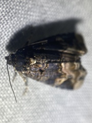 Homophoberia apicosa