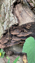 Fuscoporia gilva