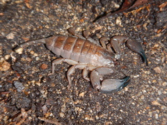 Hormurus