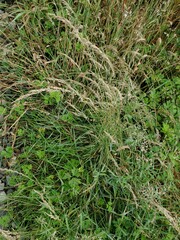 Deschampsia