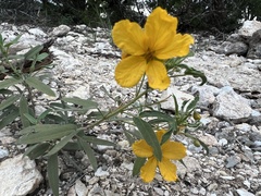 Senna roemeriana