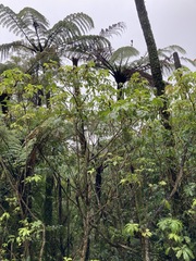 Cyathea medullaris