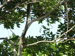 Eupsittula nana