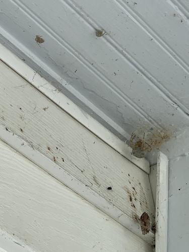 Barn Orbweaver photo 3