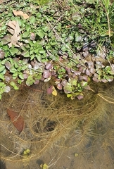 Nasturtium officinale