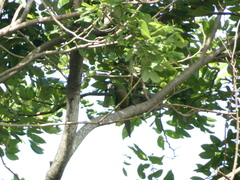 Eupsittula nana