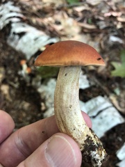 Tylopilus balloui