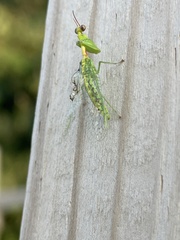 Zeugomantispa minuta