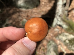 Gymnopilus liquiritiae