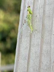 Zeugomantispa minuta