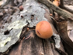 Gymnopilus liquiritiae