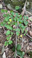 Thalictrum thalictroides