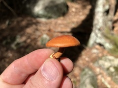 Gymnopilus liquiritiae