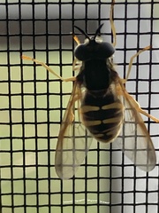 Chrysotoxum
