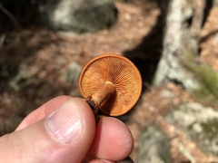 Gymnopilus liquiritiae
