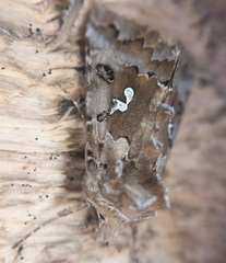 Autographa corusca