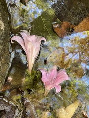 Amaryllis belladonna
