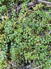 Gaultheria hispidula