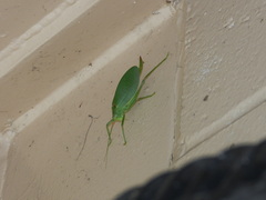 Pterophylla camellifolia