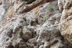 Crithmum maritimum image