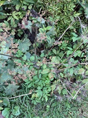 Aegopodium podagraria