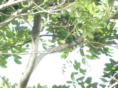 Eupsittula nana