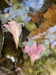Amaryllis belladonna