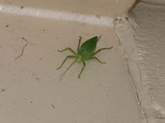 Pterophylla camellifolia