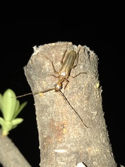 Vesperus macropterus