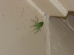 Pterophylla camellifolia