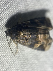 Homophoberia apicosa