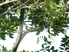 Eupsittula nana