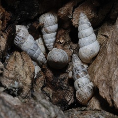 Cochlicella acuta