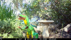 Baeolophus inornatus