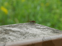 Acholla multispinosa