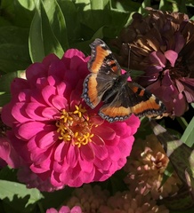 Aglais milberti