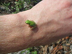 Hyla
