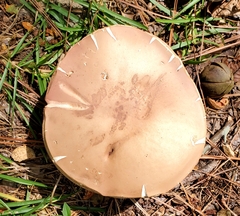 Tylopilus felleus