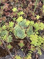 Sempervivum