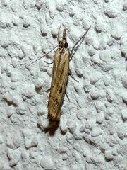 Agriphila inquinatella